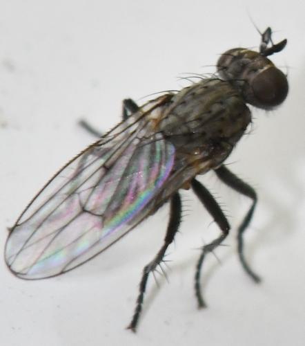 Schoenomyza litorella